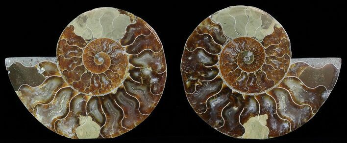 Polished Ammonite Pair - Agatized #51741